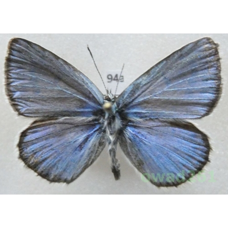 Polyommatus escheri (Hübner, 1823) male Modraszek escheri Bulgaria94a